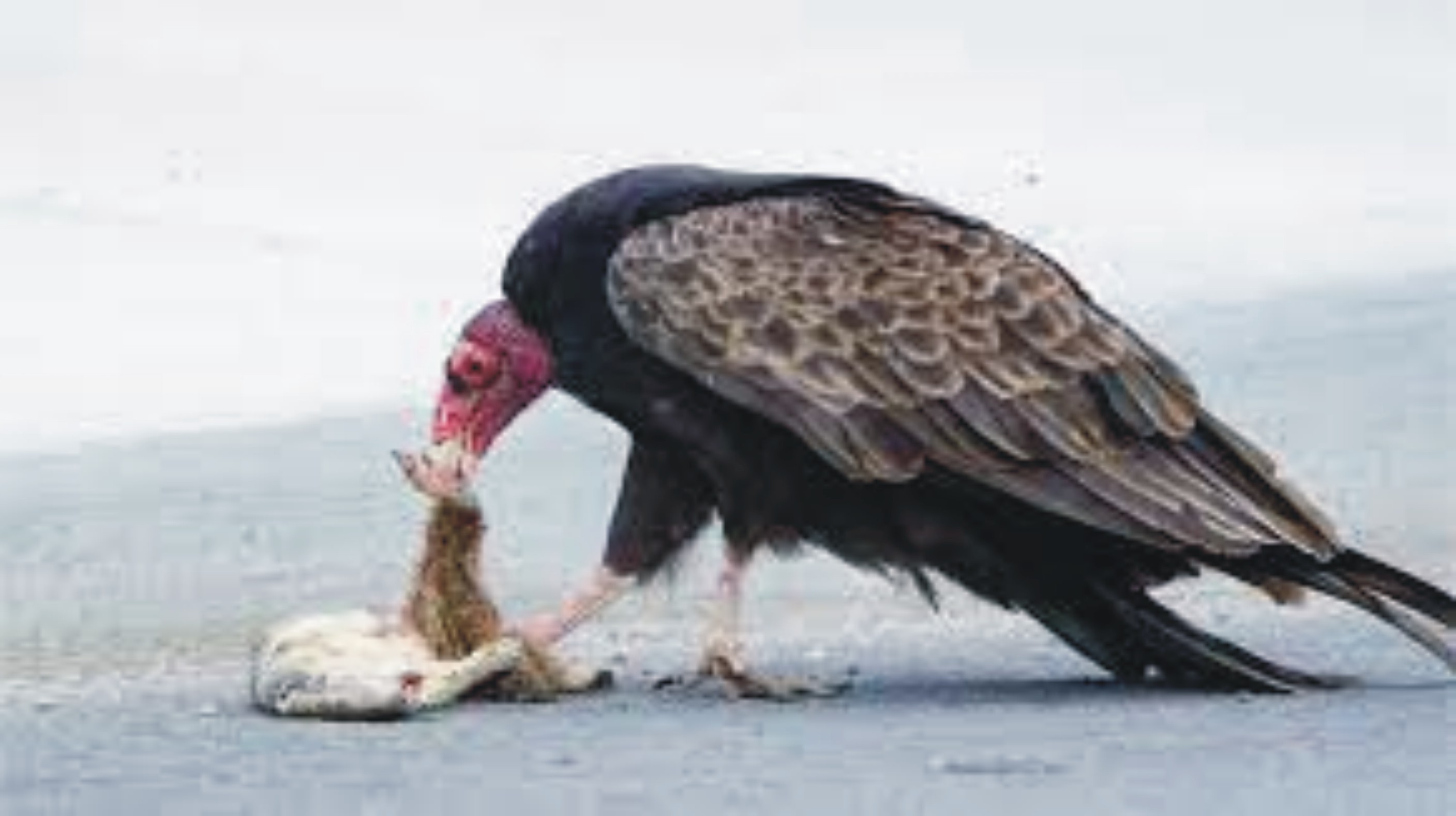 News image thumbnail