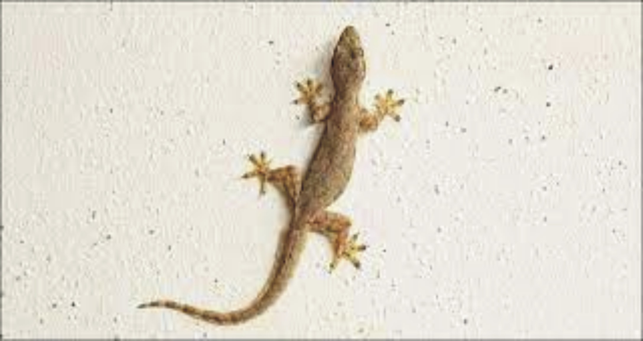 News image thumbnail